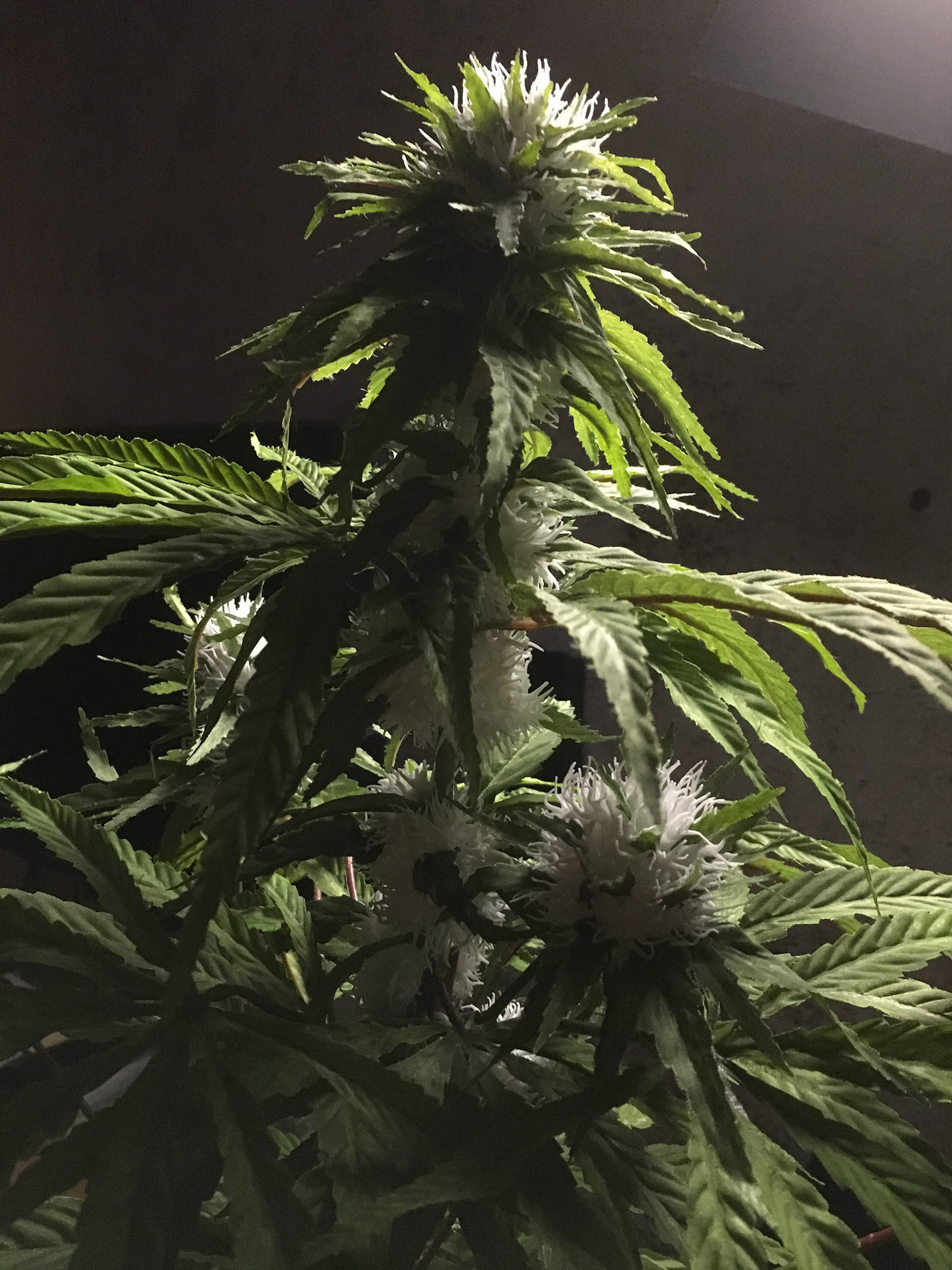 Popular autoflowering seed weed, frequently asked questions