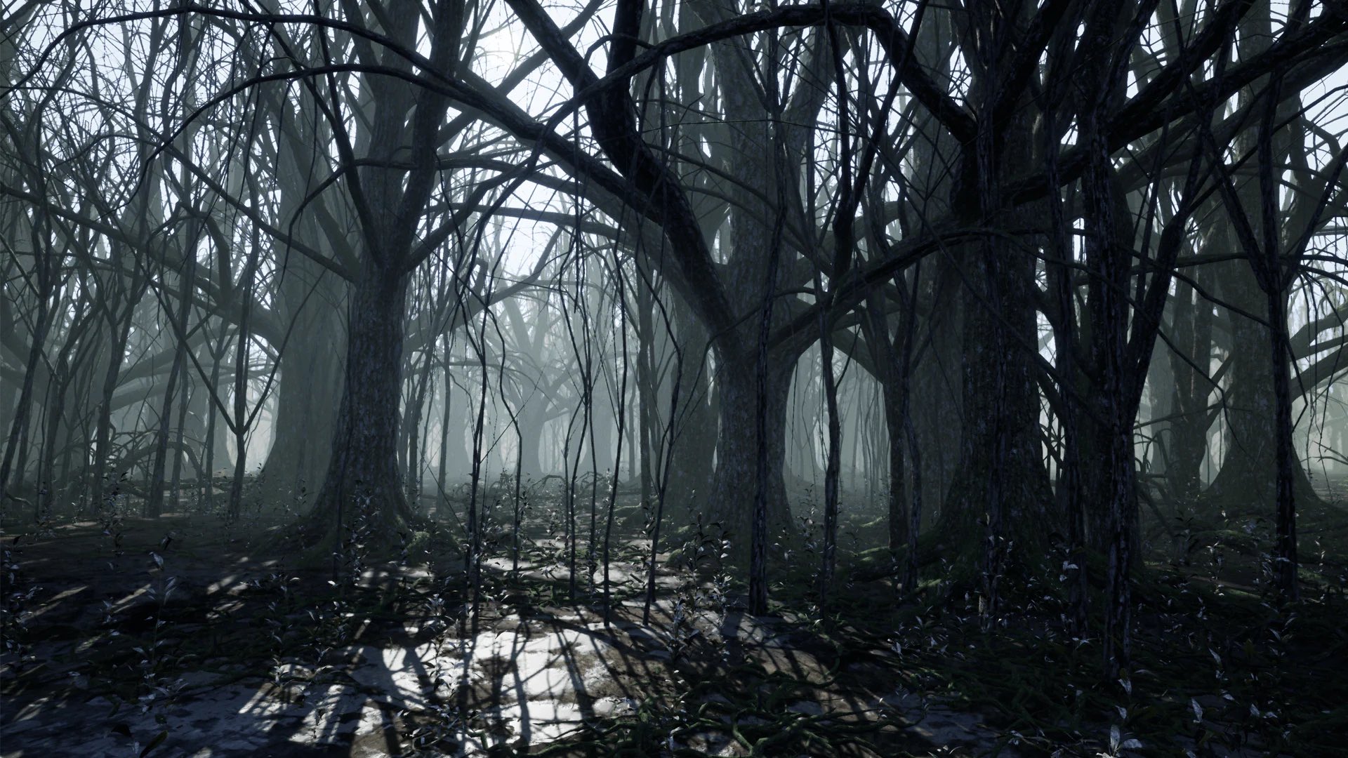 Dark Forest Virtual Set