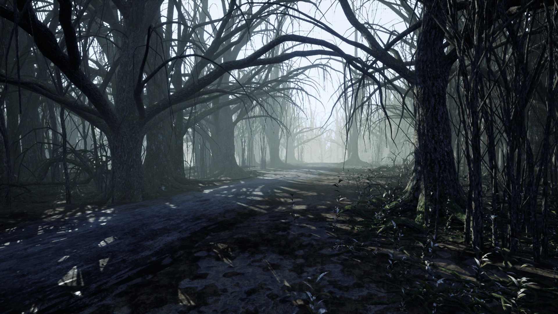 Dark Forest Virtual Set
